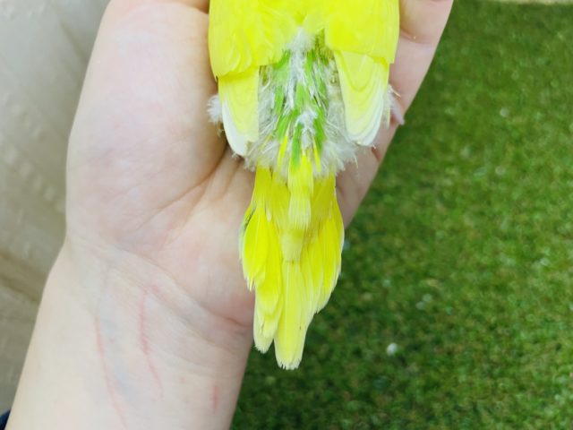 セキセイインコ