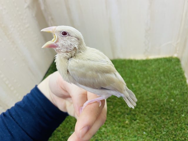 シナモン文鳥