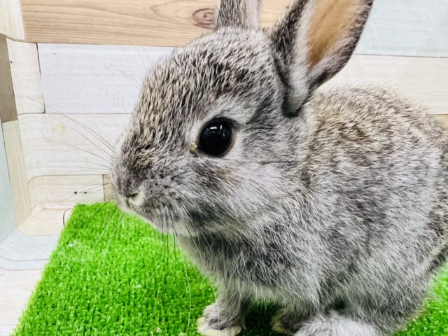 ネザーランドドワーフ