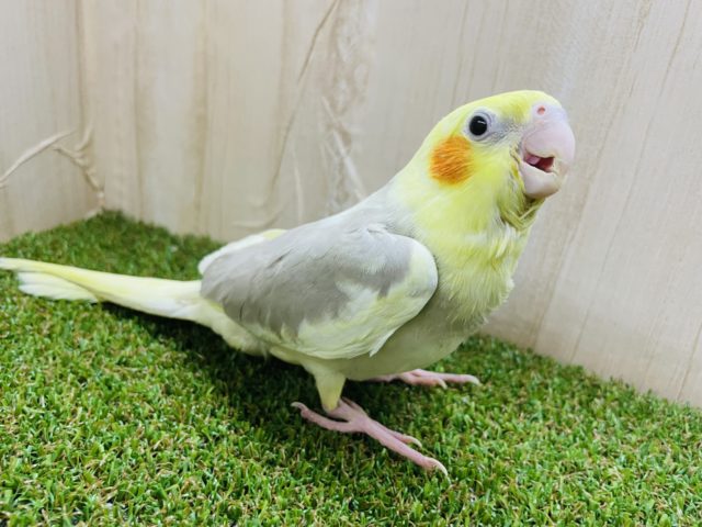 オカメインコ