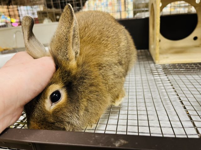 ライオンラビット