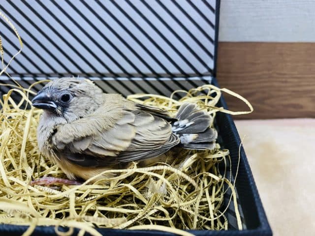 このサイズ感が可愛いキンカ鳥♡ノーマルのヒナがやって来ました! 錦花鳥(キンカチョウ)