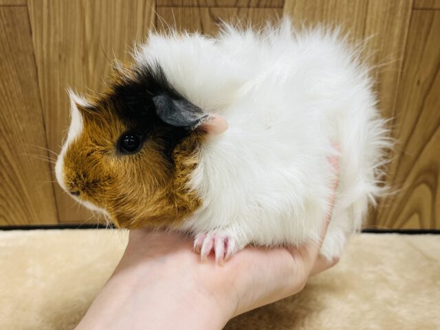 アビシニアンモルモット