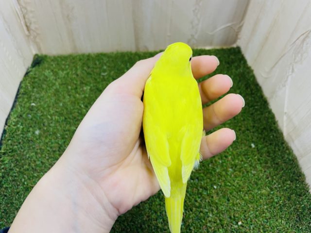 セキセイインコ