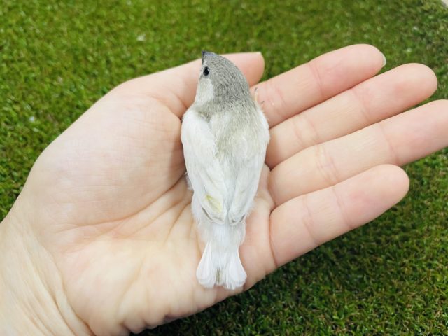 錦花鳥（キンカチョウ）