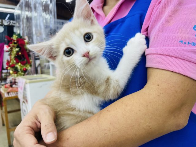 スコティッシュフォールド