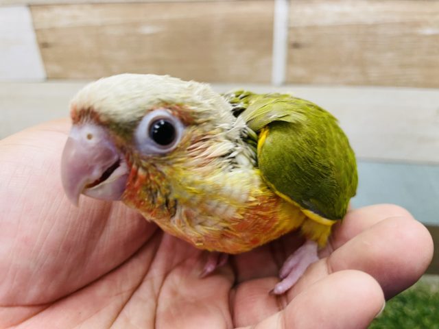 ホオミドリウロコインコ