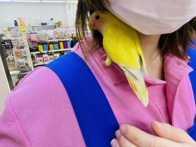 コザクラインコ（小桜インコ）