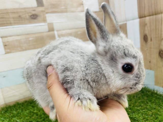 ネザーランドドワーフ