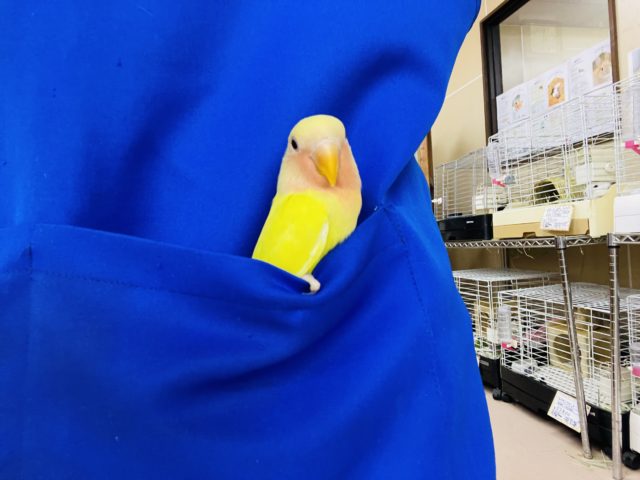 コザクラインコ（小桜インコ）