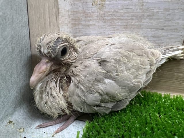 ジュズカケバト