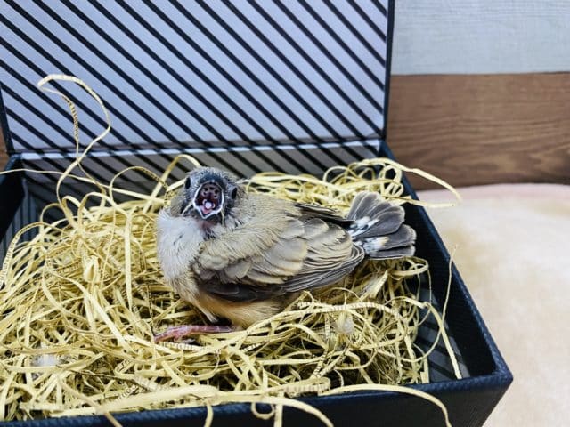このサイズ感が可愛いキンカ鳥♡ノーマルのヒナがやって来ました! 錦花鳥(キンカチョウ)
