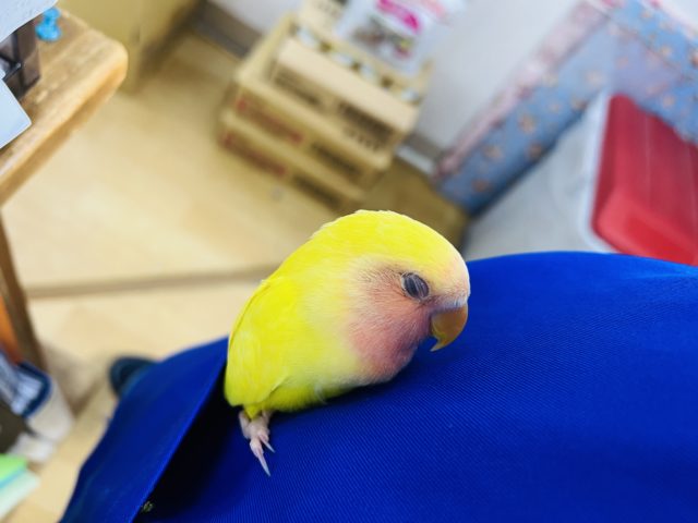 コザクラインコ（小桜インコ）