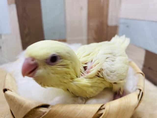 サザナミインコ
