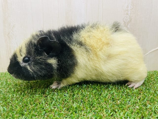 テディモルモット