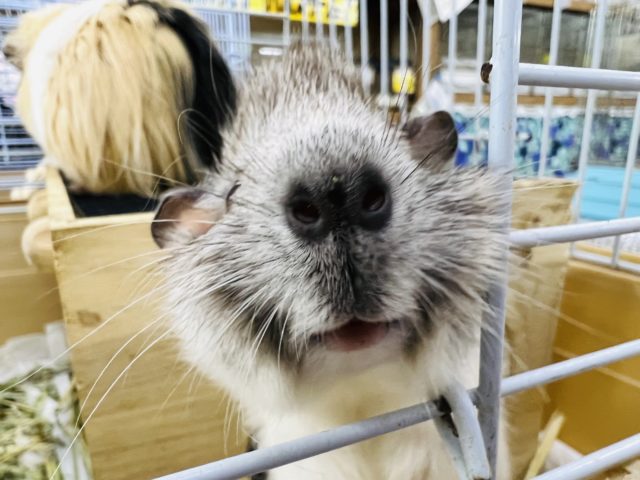 アビシニアンモルモット