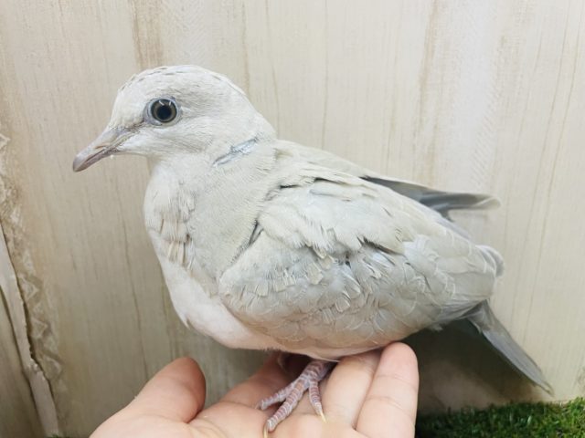 ジュズカケバト