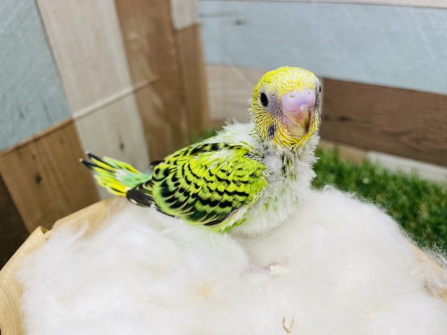 セキセイインコ