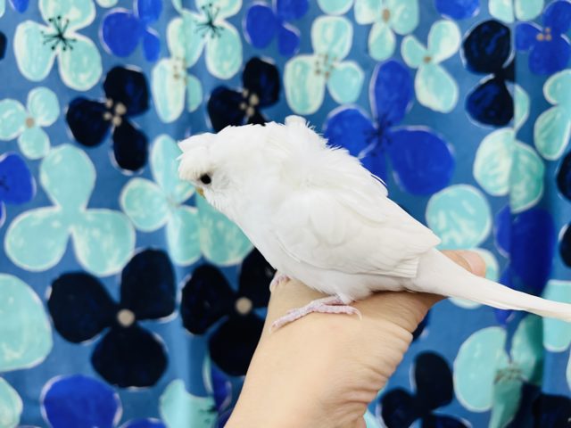 羽衣セキセイインコ