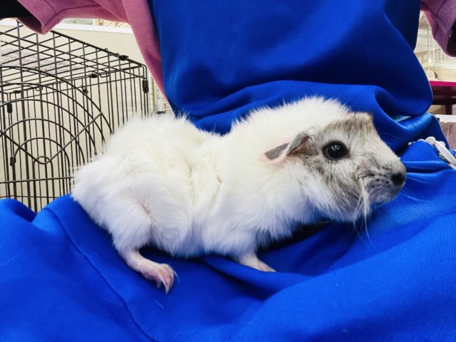 アビシニアンモルモット