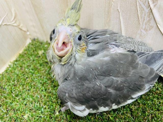 オカメインコ