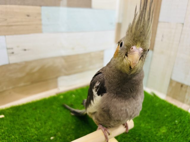 オカメインコ