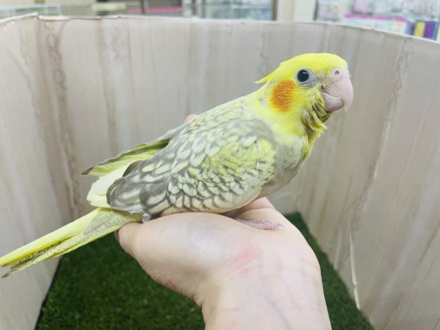 オカメインコ