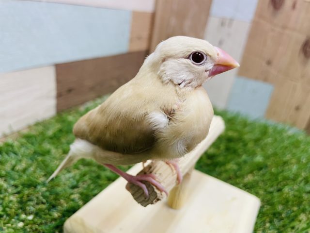 シナモン文鳥