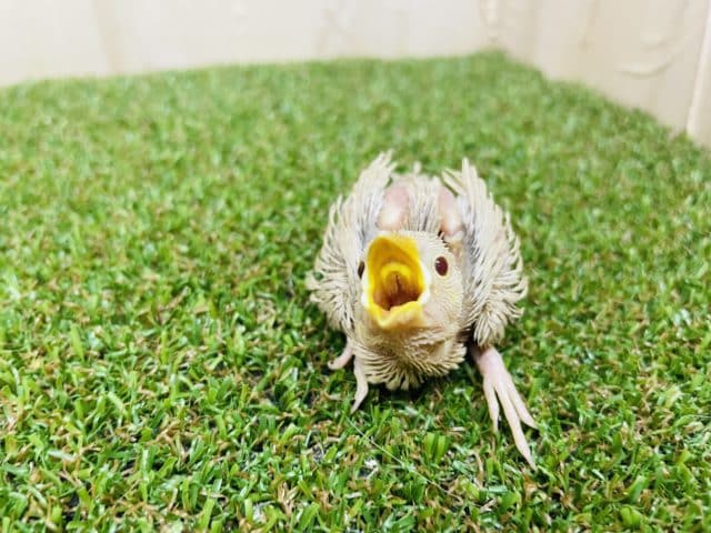 シナモン文鳥