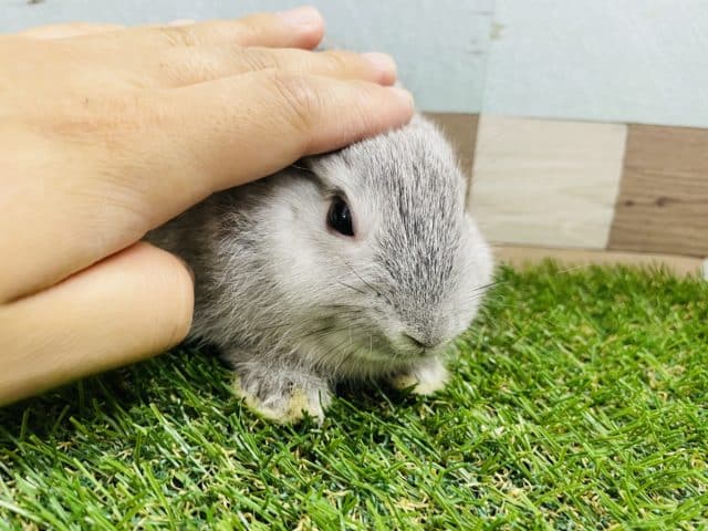 ネザーランドドワーフ