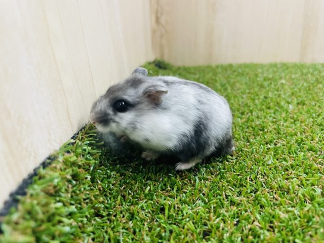 ドワーフハムスターの1種