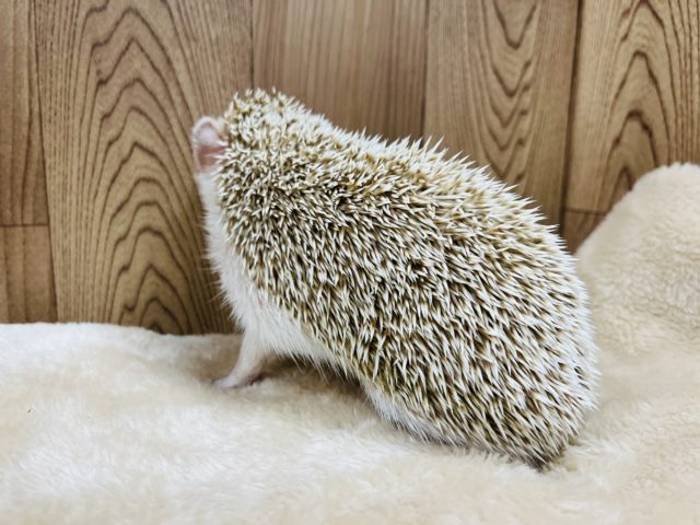 ハリネズミ（ヨツユビハリネズミ）