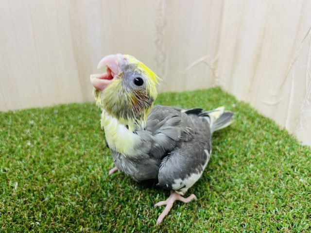 オカメインコ