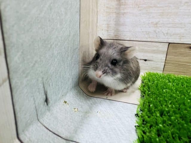 ロボロフスキーハムスター