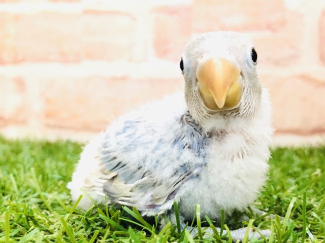 シロボタンインコ