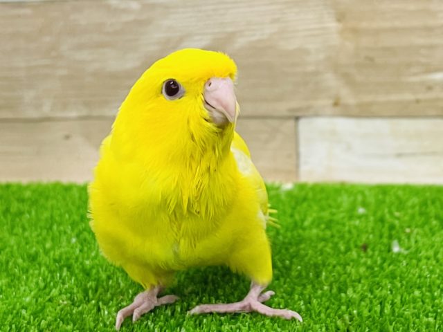 サザナミインコ