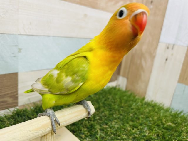 ヤマブキボタンインコ