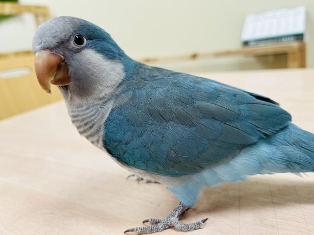 オキナインコ