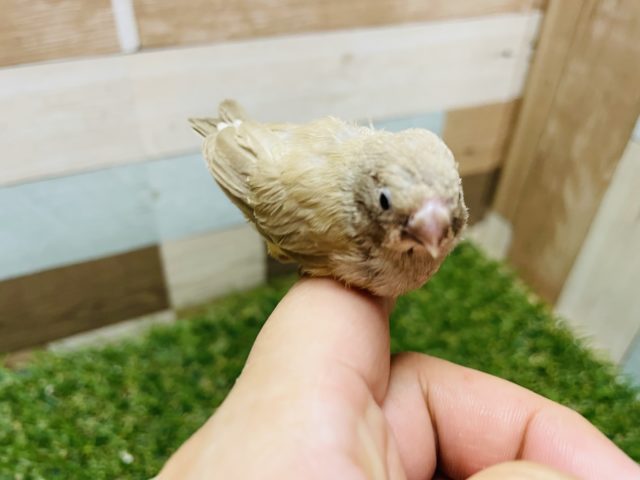 錦花鳥（キンカチョウ）