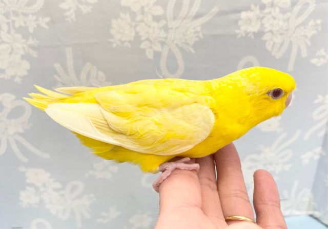 サザナミインコ