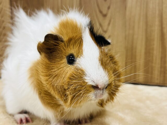 アビシニアンモルモット