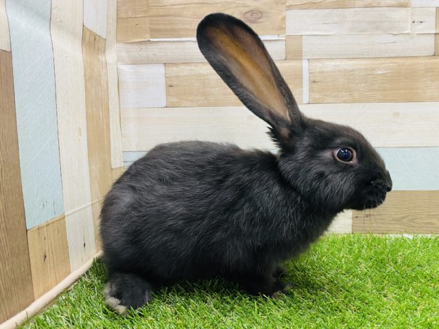 フレミッシュジャイアント