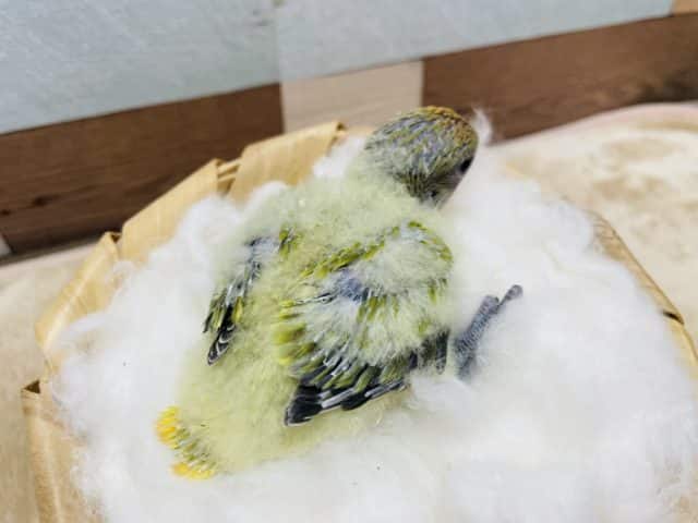 コザクラインコ（小桜インコ）
