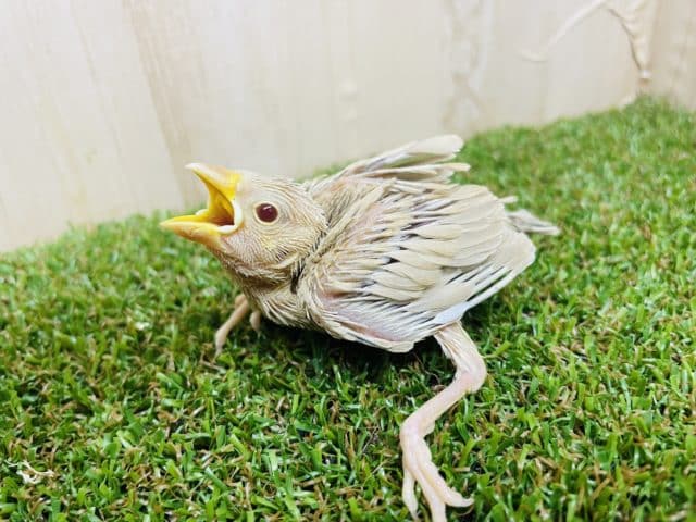 シナモン文鳥
