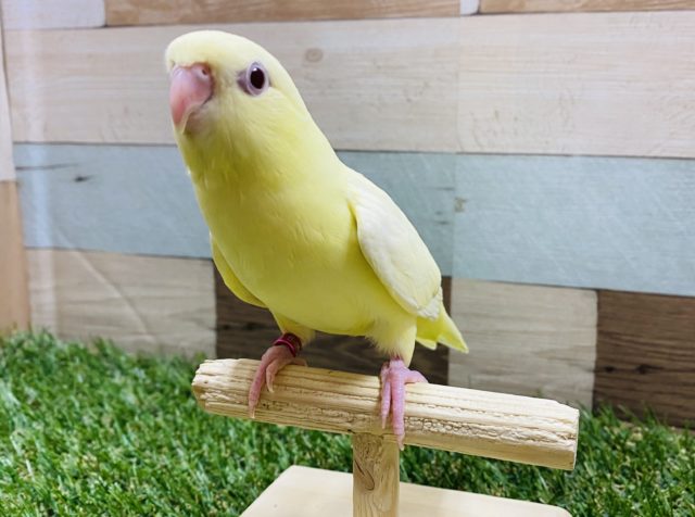 サザナミインコ