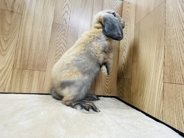 ロップイヤーラビット