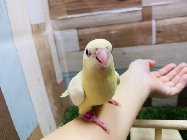 サザナミインコ