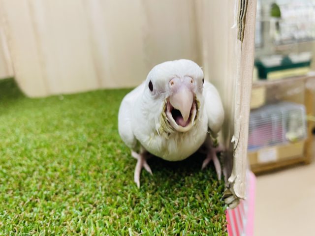 オカメインコ