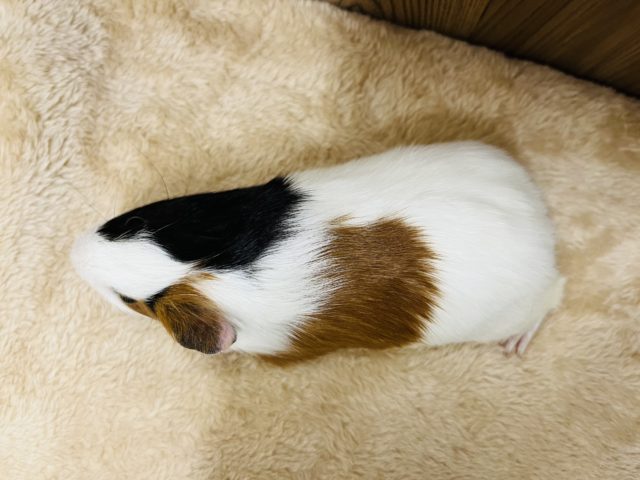 イングリッシュモルモット