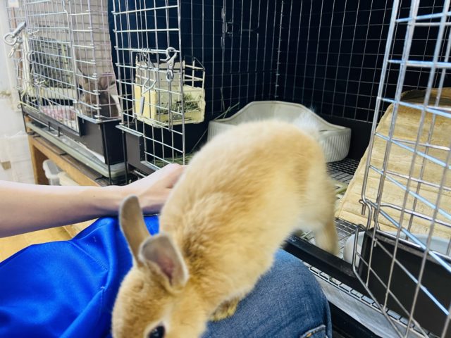 ネザーランドドワーフ